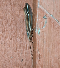 Psychoglypha bella