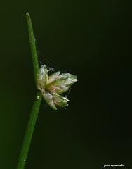 Isolepis setacea