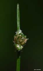 Isolepis setacea