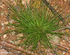 Isolepis setacea