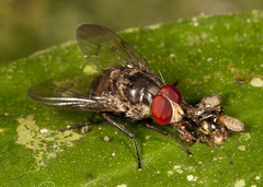 Cyrtoneuropsis