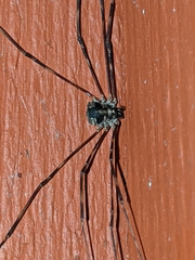 Leptobunus parvulus