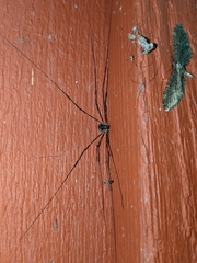 Leptobunus parvulus
