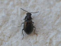 Attalus rosenhaueri