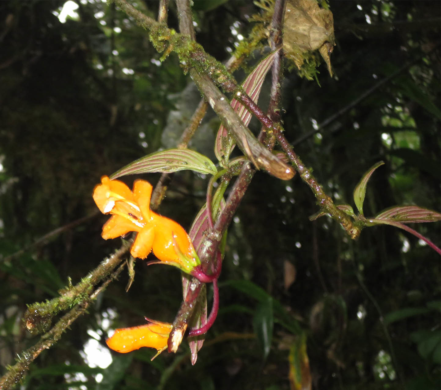 Gesneriaceae image