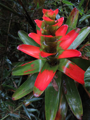 Guzmania gloriosa