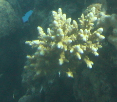 Acropora hemprichii