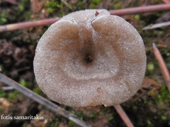 Entoloma undatum