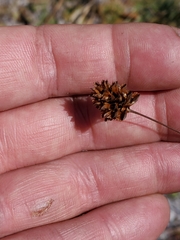 Xyris stenotera