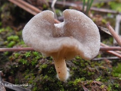 Entoloma undatum