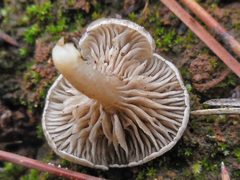 Entoloma undatum