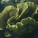 盤珊瑚屬 - Photo 由 Jan Ebr 所上傳的 (c) Jan Ebr，保留部份權利CC BY