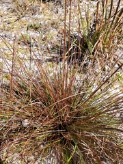 Xyris stenotera