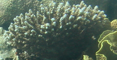 Acropora hemprichii