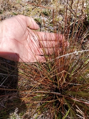 Xyris stenotera