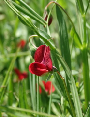 Lathyrus cicera