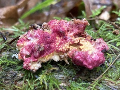 Hypomyces rosellus