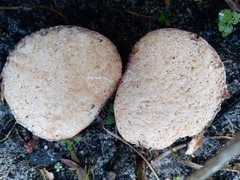 Zelleromyces cinnabarinus