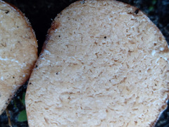 Zelleromyces cinnabarinus