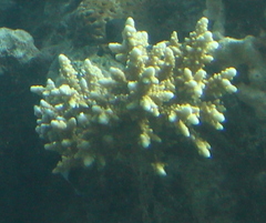Acropora hemprichii