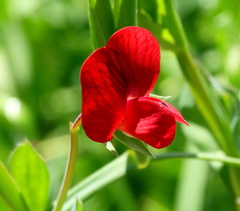 Lathyrus cicera