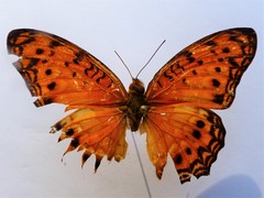 Phalanta eurytis eurytis