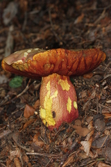 Rubroboletus rhodoxanthus