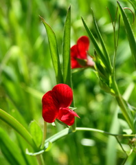 Lathyrus cicera