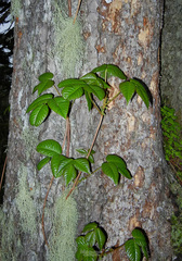 Toxicodendron orientale