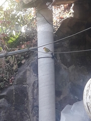 Piranga erythrocephala