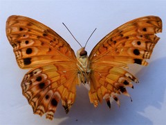 Phalanta eurytis eurytis