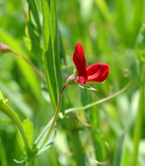 Lathyrus cicera