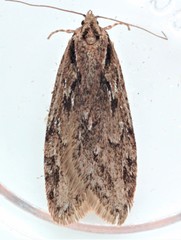 Semioscopis aurorella