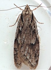 Semioscopis aurorella