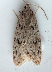 Semioscopis megamicrella