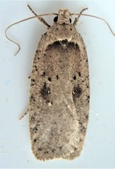 Agonopterix canadensis