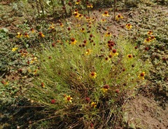 Helenium amarum badium