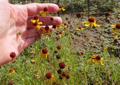 Helenium amarum badium