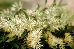 Tripodanthus acutifolius
