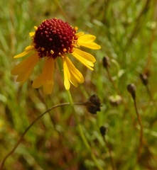 Helenium amarum badium