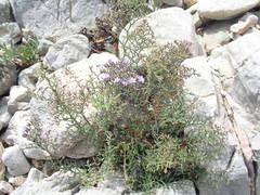 Limonium cordatum