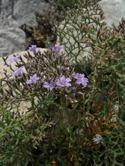 Limonium cordatum