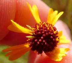 Helenium amarum badium