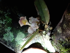 Rodriguezia lehmannii