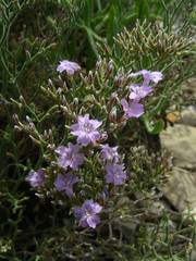 Limonium cordatum
