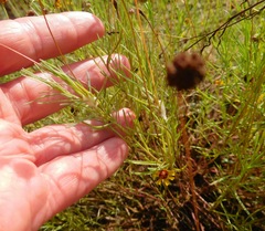Helenium amarum badium