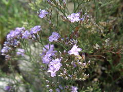 Limonium cordatum