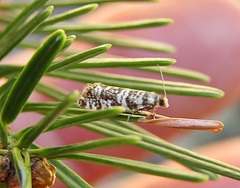 Epinotia tedella
