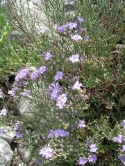 Limonium cordatum