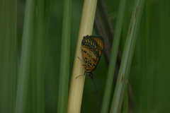 Byblia